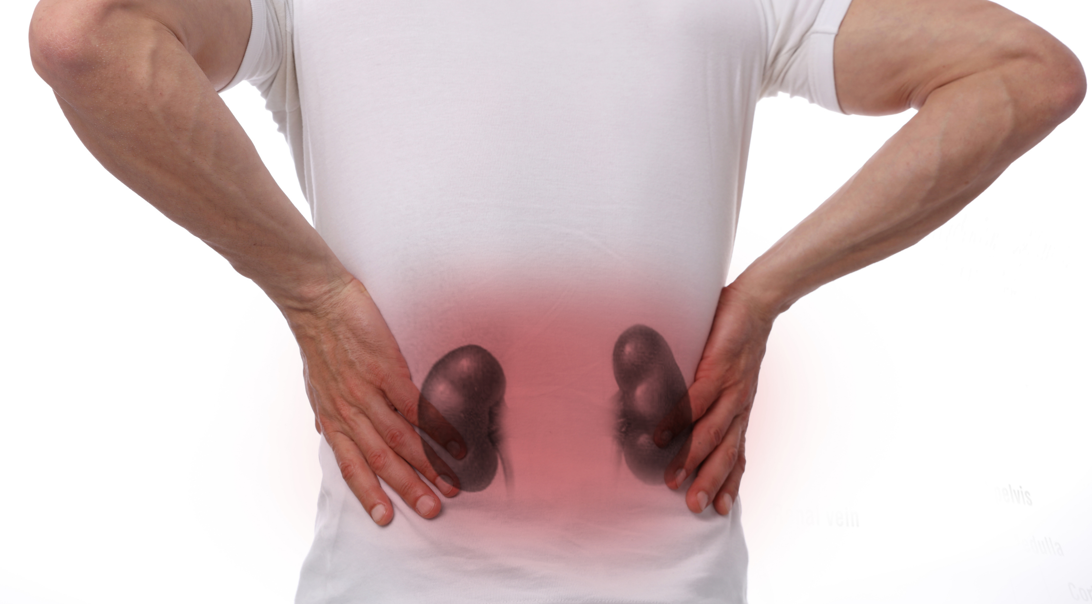 Kidney Meaning in Tamil